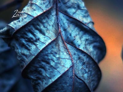 Blue Crush: Mastering the Blue Color Palette for Your Body Type and Personal Style