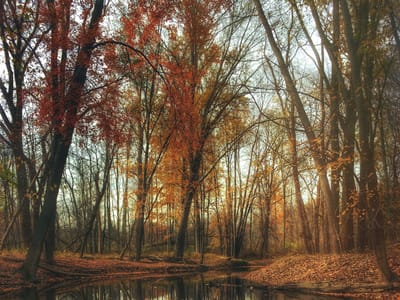 Fall Glamour: The Best Fall Pedicure Colors for Every Body Type