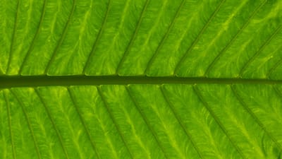 The Summer-to-Fall Transition: Adapting Your Green Color Palette for a Fresh Seasonal Look