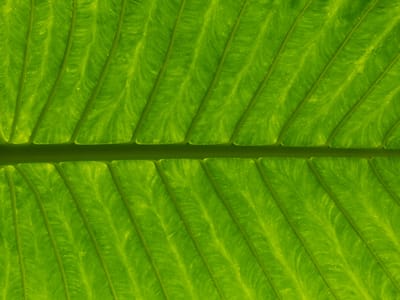 The Summer-to-Fall Transition: Adapting Your Green Color Palette for a Fresh Seasonal Look