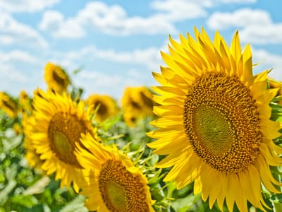 Your Ultimate Soft Summer Color Guide: How to Create a Stylish and Cohesive Wardrobe